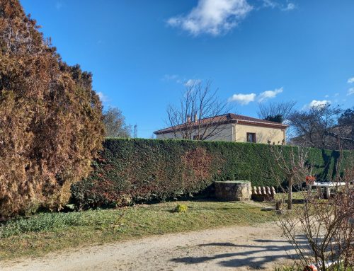 Taille de haie à Saint-Paul-les-Fonts, 30330 dans le Gard