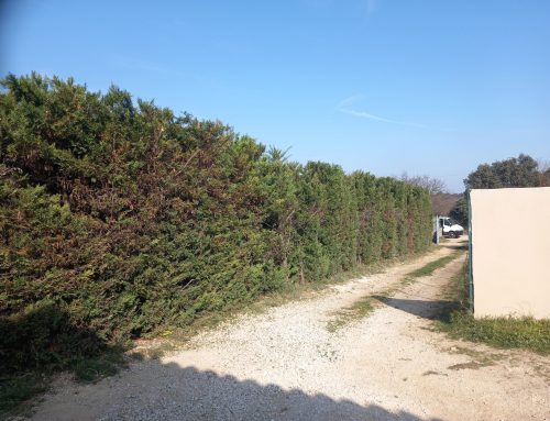 Taille de haie à Pont-Saint-Esprit, 30130 dans le Gard