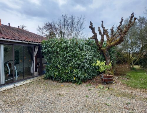Etêtage de laurier à Uzès, 30700 dans le Gard