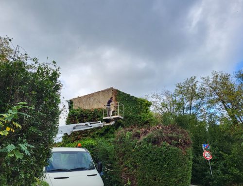 Enlèvement de lierre sur façade à Bollène, 84500 dans le Vaucluse