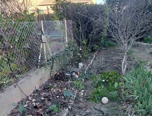 Abattages de haïes de lauriers Tresques 30331 dans le Gard